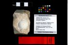 Foto (Objekt + Etikett) von Eodromites grandis (von Meyer, 1857)  (NHMW-GEO-1990-0041-3303)